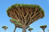 IMG_4991 Dragon's Blood Tree, Dixsam, Socotra